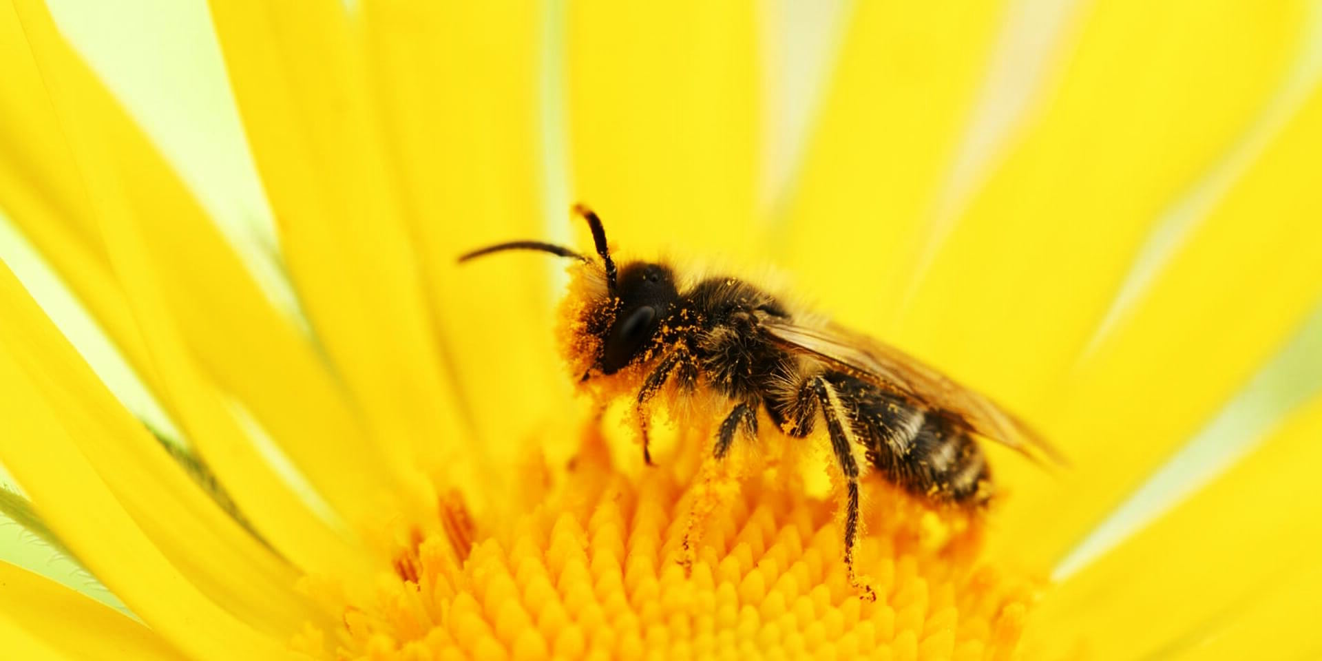 The Power of Propolis: Unlocking the Benefits for Your Skin